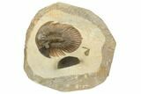Rare, Platyscutellum Massai Trilobite - Morocco #191780-6